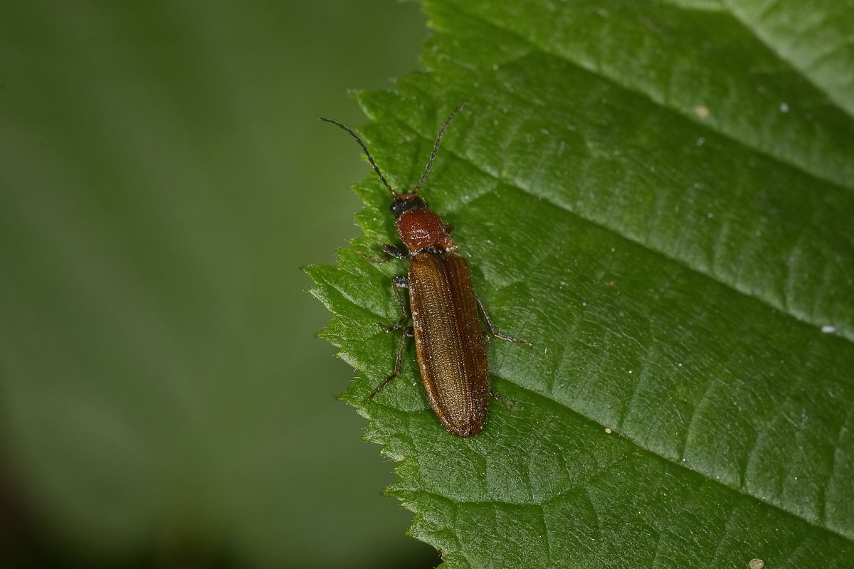 Denticollis linearis, femmina, Elateridae